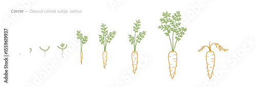 Carrot Growth Stages from Seed to Mature Root Vector Illustration for Agribusiness and Crop Planning