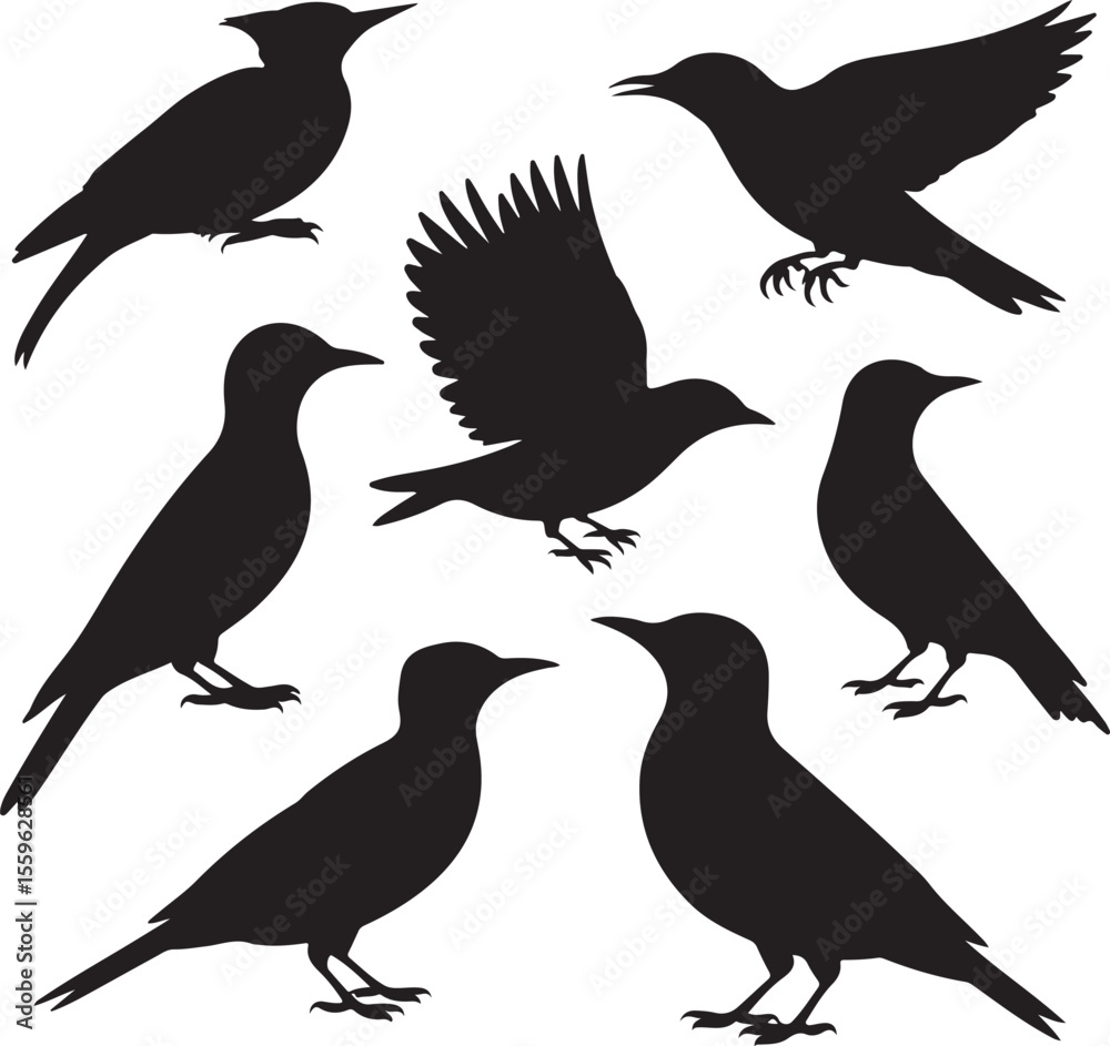 Fototapeta premium Seven Black Bird Silhouettes Various Poses birds