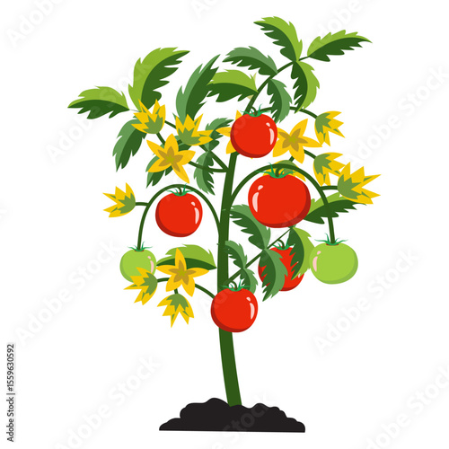 Vector illustration of tomato with tomato tree. Tomato logo.