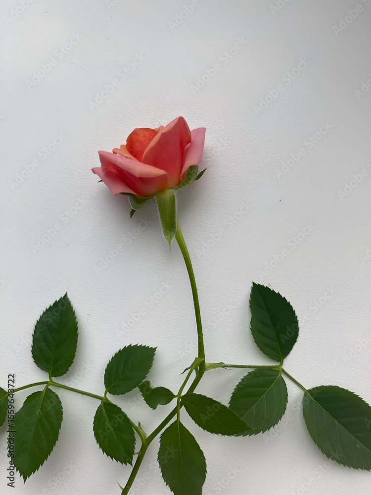 Obraz premium Flower on a stem indoor rose