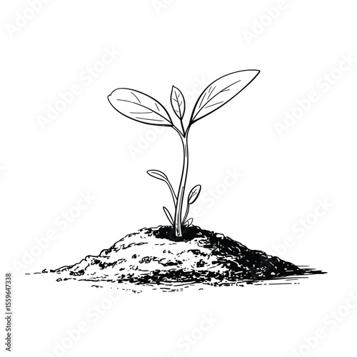 Hand drawn sprout growing from soil illustration in black and white