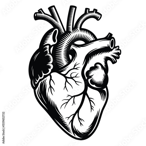 Anatomical Heart Illustration in Black and White Detailed Graphic Style