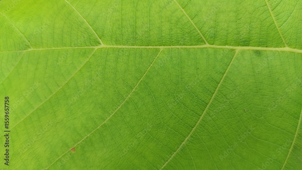 green leaf texture background green leaf texture background