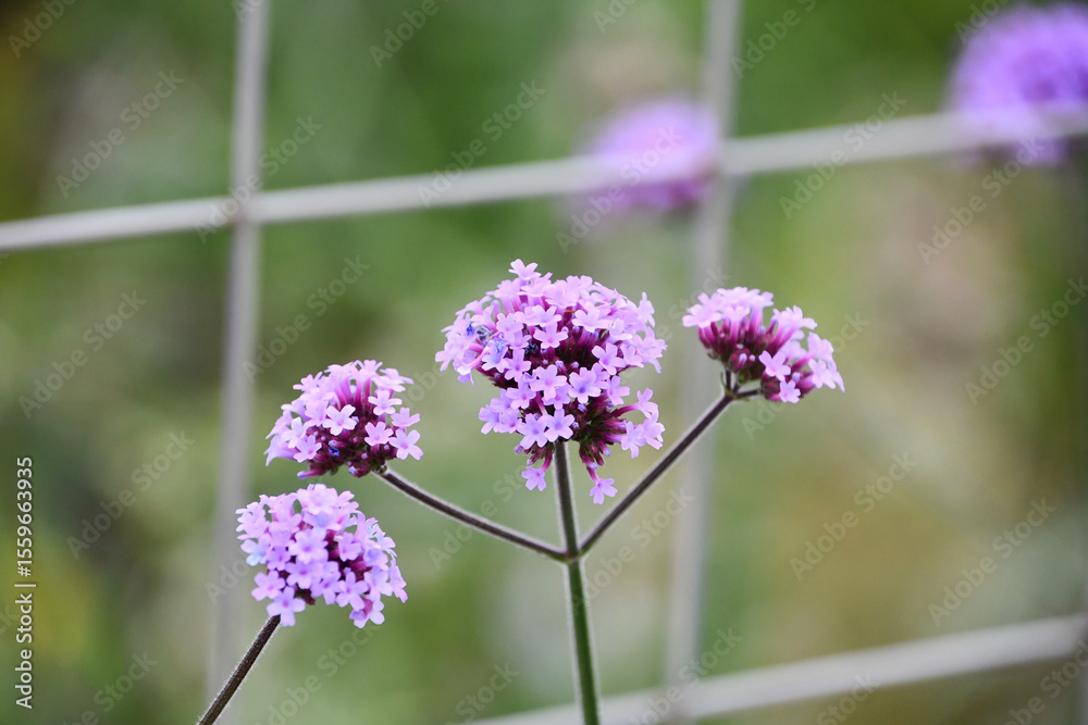 Obraz premium ヤナギハナガサ（サンジャクバーベナ） Purpletop Vervain