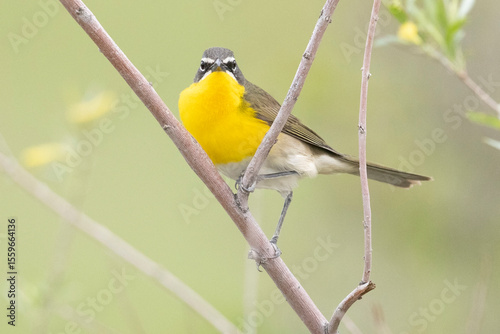 A wild yellow-breasted chat perched in a tree in a park in Colorado.