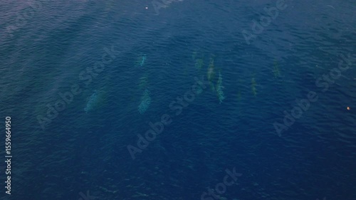 Wallpaper Mural Wide overview of smooth blue water near Maldives, dolphins and surface textures Torontodigital.ca
