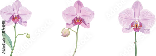 Delicate Pink Phalaenopsis Orchid Flowers: Elegant Vector Illustration, Isolated on White Background, Botanical Art                                   
