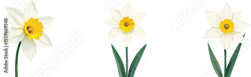 Three Isolated White Daffodils with Yellow Centers, Digitally Illustrated on a White Background.                                                      