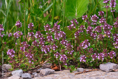 Schilderij op canvas Blossoming fragrant Thymus serpyllum, Breckland wild thyme, creeping thyme, or e
