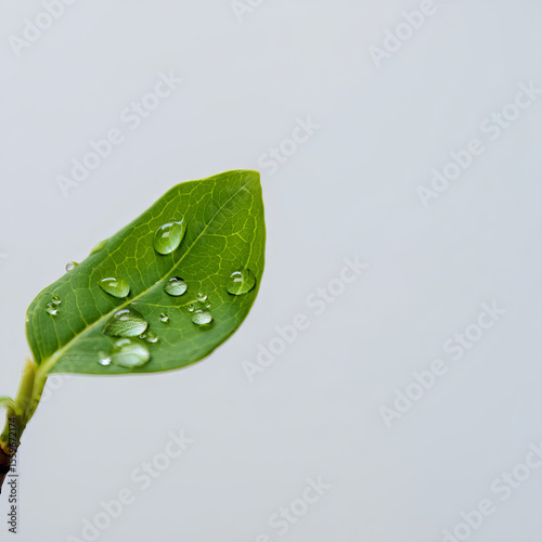 Fresh Green Leaf with Water Droplets on Light Gray Background, Minimal Nature Close-Up