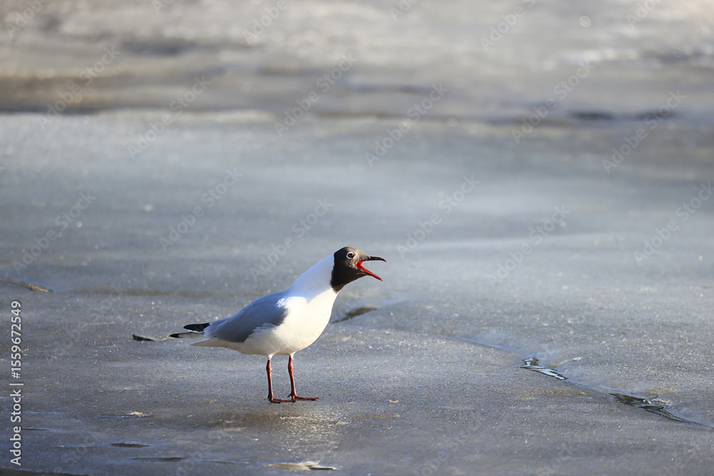 Fototapeta premium Seagulls are sitting on an ice floe, spring ice in the river and migratory birds have returned