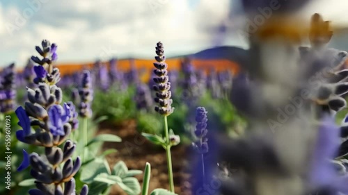 Lavender field in bloom