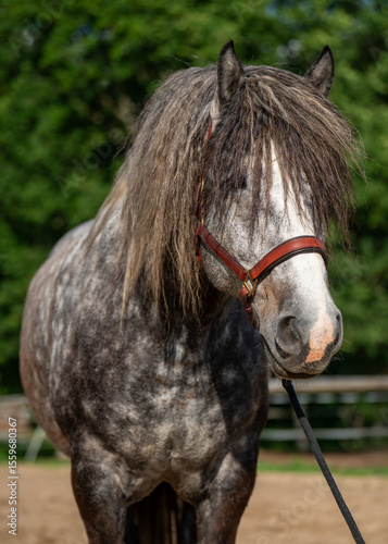 Headshot of calm dapple grey horse. Detailed texture of fur and kind eyes captured in natural light. Perfect for equestrian, farm animals, countryside themes.
