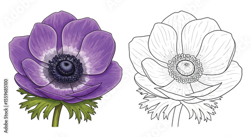 Anemone Flower Coloring Page for Kids and Adults with Colored and Outline Styles