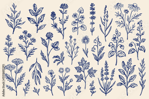 Elegant botanical illustration featuring a variety of hand drawn wildflowers and herbs in a vector format