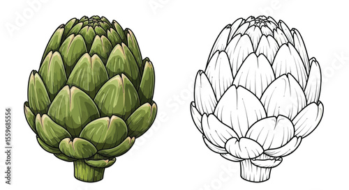 Artichoke Coloring Page with Full Color and Outline Styles Educational Botanical Activity