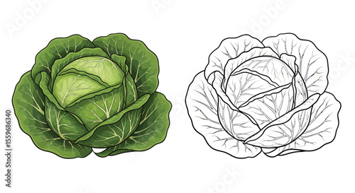 Cabbage Coloring Page with Dual Style Vegetables for Coloring Realistic Outline Art