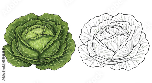 Cabbage Coloring Page with Dual Style Vegetables for Coloring Full Color Line Art