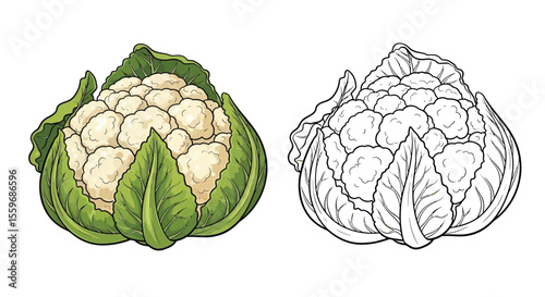 Cauliflower Coloring Page with Full Color and Outline Vegetable Art Kids Activity