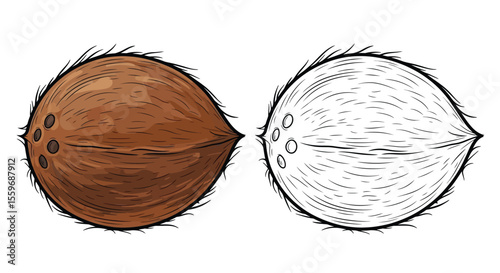 Coconut Coloring Page with Full Color and Line Art Tropical Fruit Educational Activity