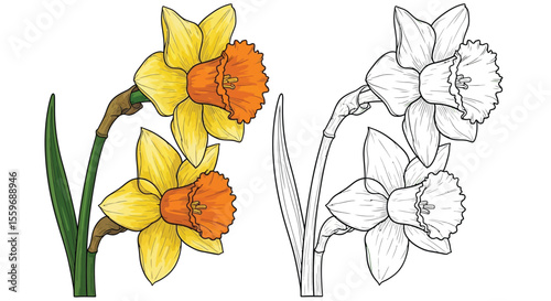 Daffodil Coloring Page with Colored and Outline Flower Pair Floral Art Spring Blooms