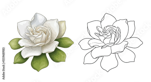 Gardenia Flower Coloring Page with One Colored and One Line Art Floral Illustration