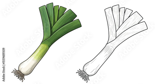 Leek Vegetable Coloring Page with One Colored and One Outline Illustration Art