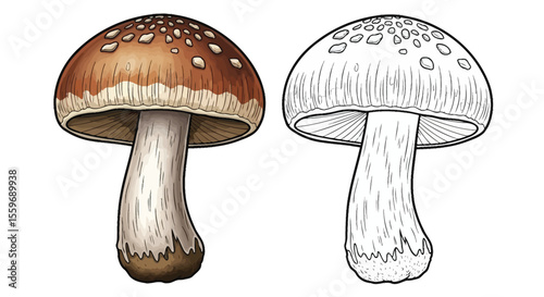 Mushroom Coloring Page with Realistic and Line Art Style Botanical Fun Art