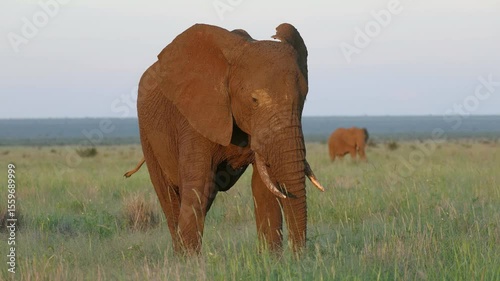 A large African elephant bull (Loxodonta africana) feeding in natural habitat, Madikwe game reserve, South Africa
