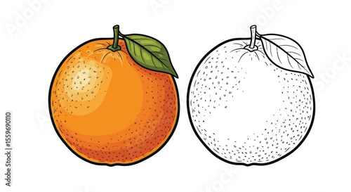 Orange Fruit Coloring Page with Colored and Line Art Versions for Kids Learning