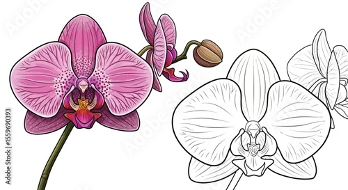 Orchid Flower Coloring Page with Realistic and Line Art Flowers Botanical Art Design