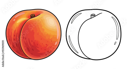 Peach Coloring Page with Full Color and Outline Fruit Art Educational Kids Activity
