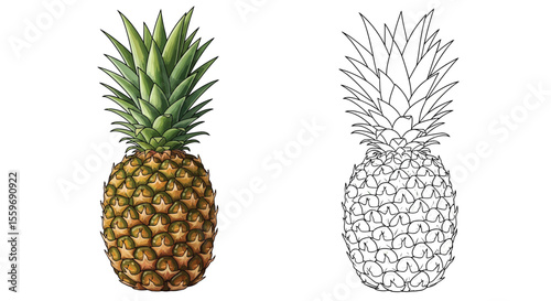 Pineapple Coloring Page with Full Color and Outline Tropical Fruit Art Educational Activity