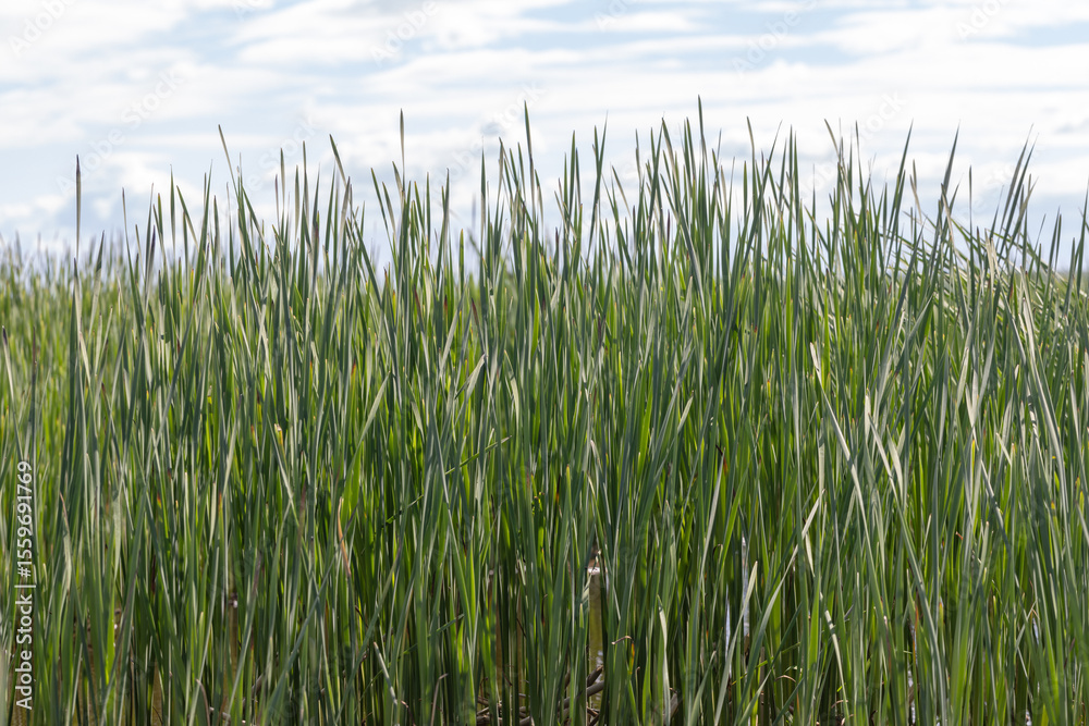 Obraz premium Dense tall grasses thrive in a vivid natural wetland area under a sunny sky