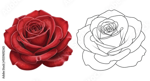 Rose Flower Coloring Page with Realistic and Outline Versions Botanical Art Design