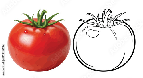 Tomato Duo Coloring Page with Full Color and Outline Vegetable Art Educational Activity