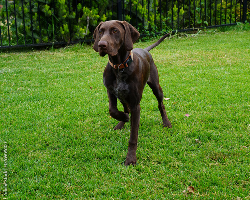 German short haired pointer is a bird dog and is on point