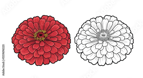 Zinnia Flower Coloring Page for Kids and Adults with Colored and Outline Floral Styles