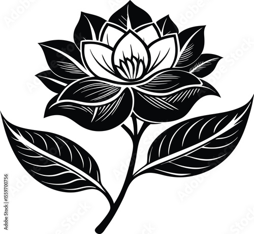 Elegant black and white magnolia flower illustration
