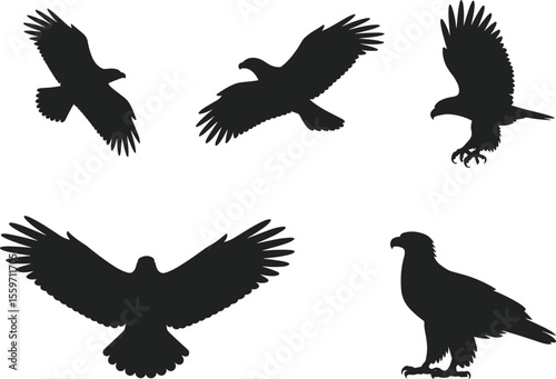 Silhouette set of flying eagles and hawks, isolated birds in flight, predatory bird shapes, wildlife freedom, majestic raptors collection vector