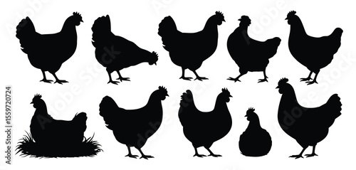 Set of Black and White Chicken Silhouettes