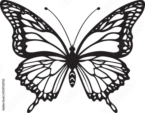 black and white butterfly
