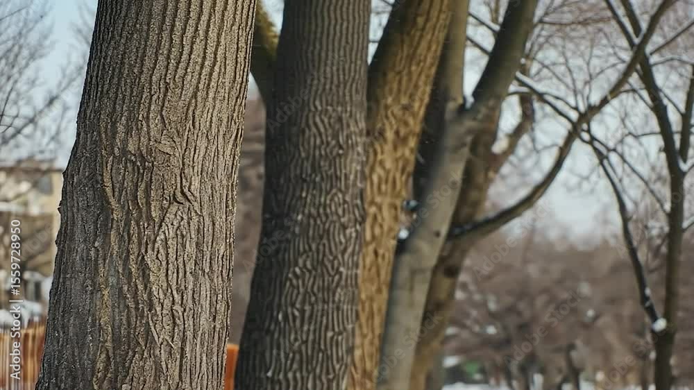 Winter trees with snow-covered trunks