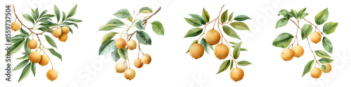 Watercolor Golden Loquat Fruit Branches Collection
