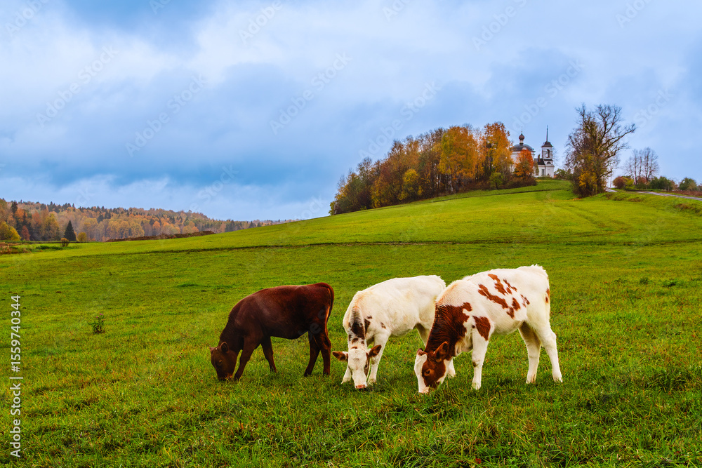 Cows graze peacefully in a green pasture during a tranquil autumn day Cows graze peacefully in a green pasture during a tranquil autumn day