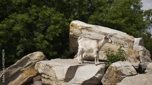 Mountain goat standing on rocks of cliff. Wild goat in natural conditions. Zoo, wildlife reserve or conservation area.