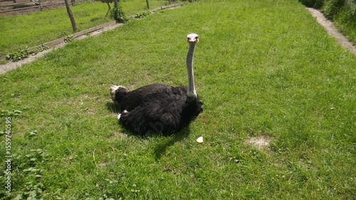 A big old ostrich looks at the camera while relaxing on a green lawn at an ostrich farm or zoo.