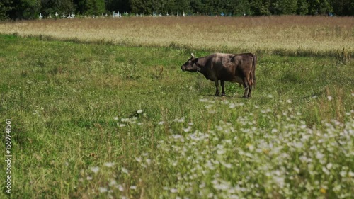 A domestic cow is grazing on the lawn.