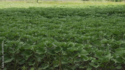 The wind sways the stems and leaves of a young sunflower. Industrial cultivation of sunflowers in a field.