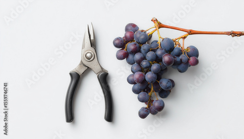 Pruner and grapevine with tendrils and foliage on white background—top view minimalist flat lay of viticulture tools and trimming setup with space for text or presentation